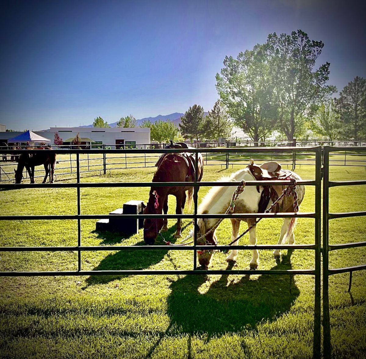 Cedar City Renaissance Faire