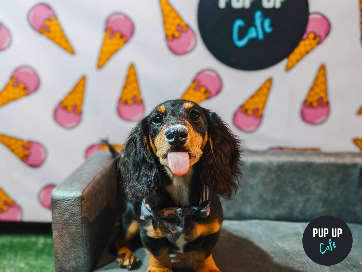  Dachshund Pup Up Cafe - Leeds