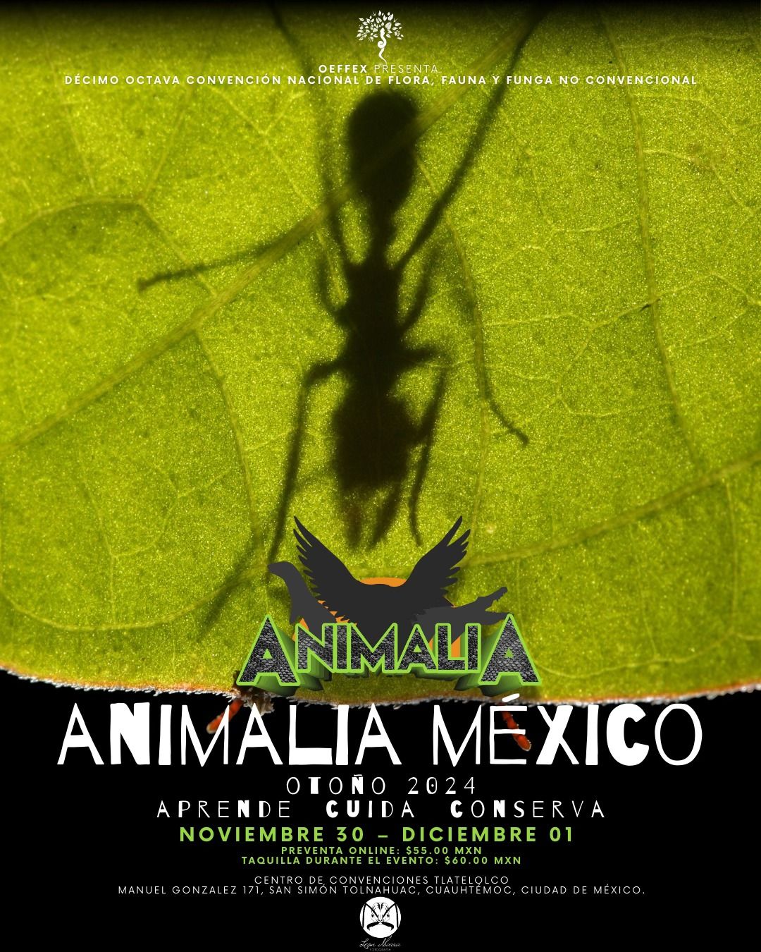 ANIMALIA M\u00c9XICO OTO\u00d1O 2024