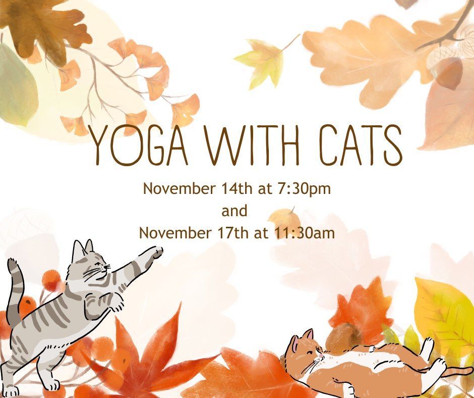 Yoga With Cats