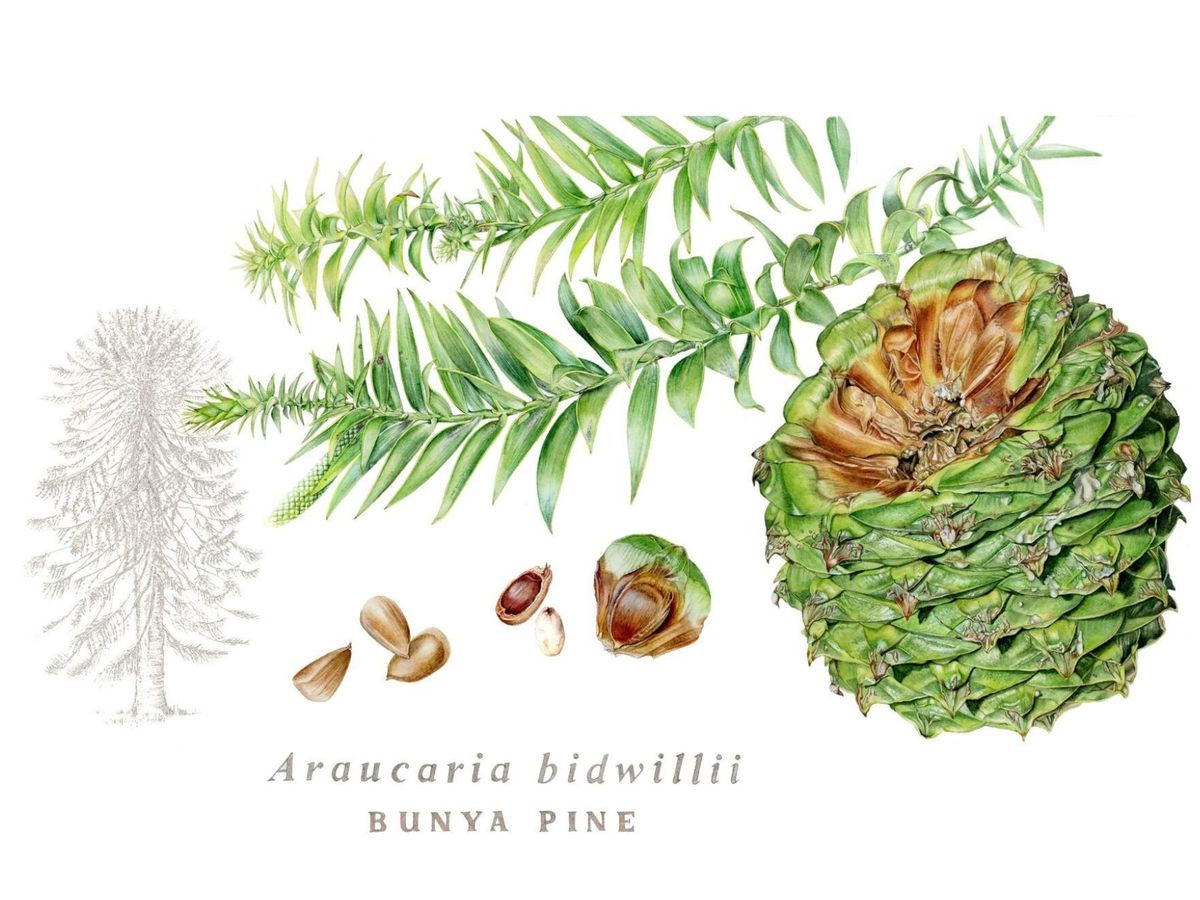 Artists in Conversation: The Botanical Art Society of Australia