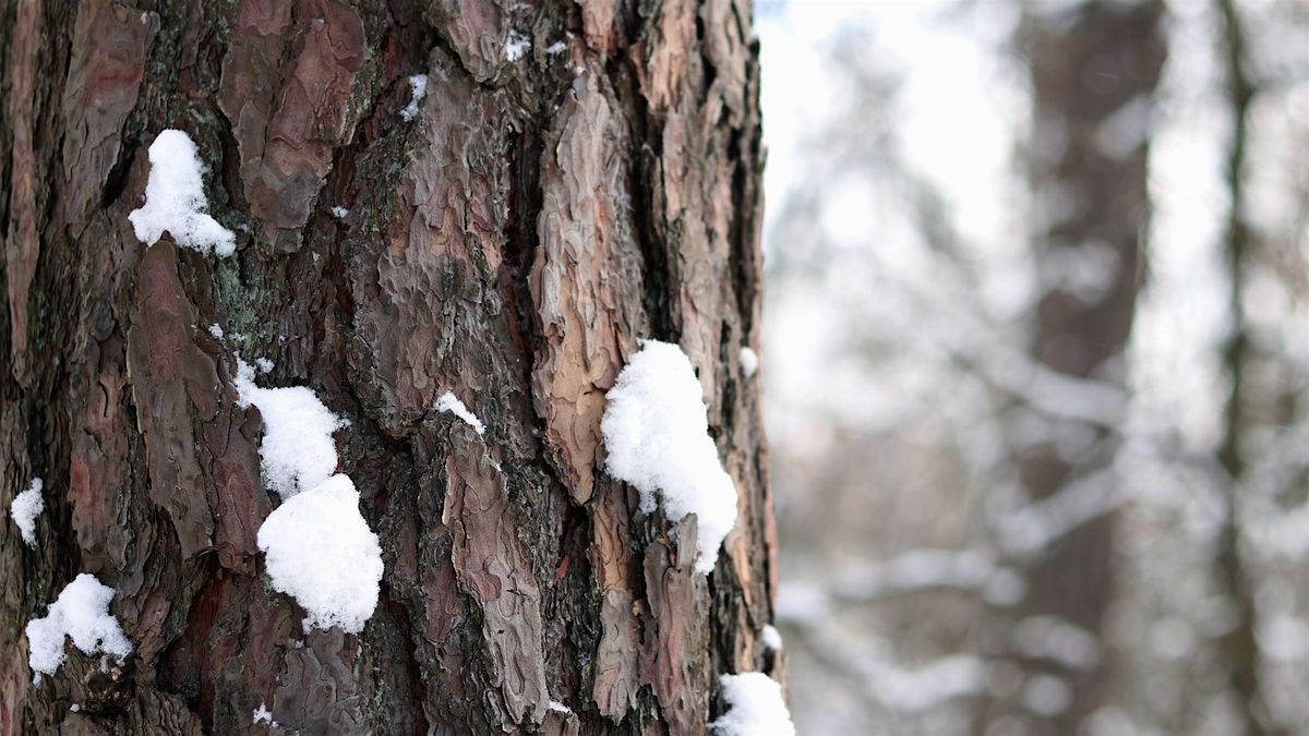Winter Buds & Bark Tree ID