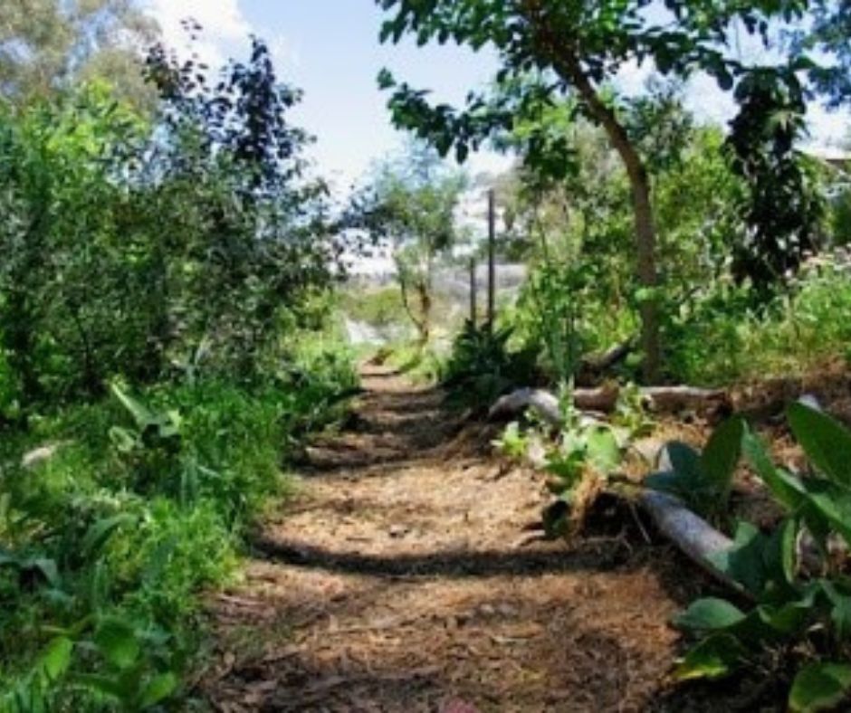 Creating a Medicinal Forest Garden