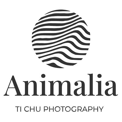 Animalia Ti Chu Photography