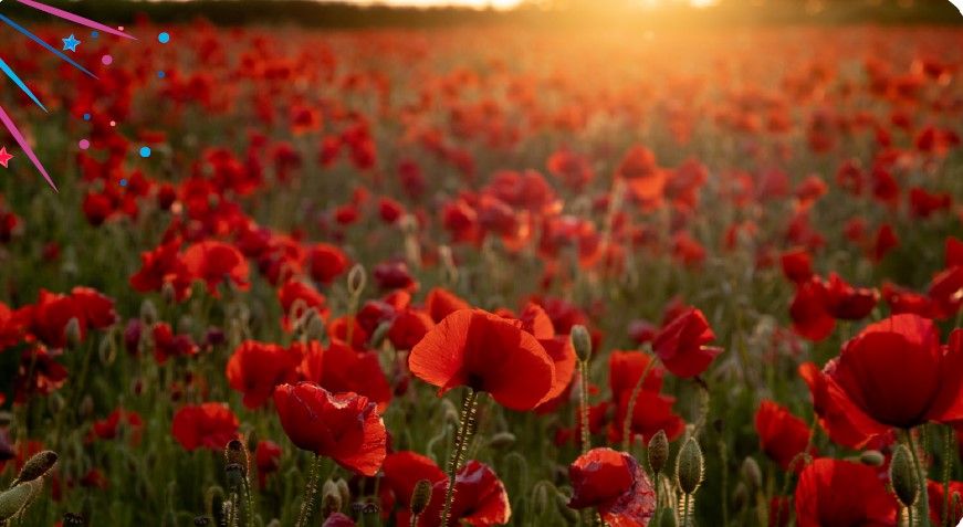 Remembrance Sunday