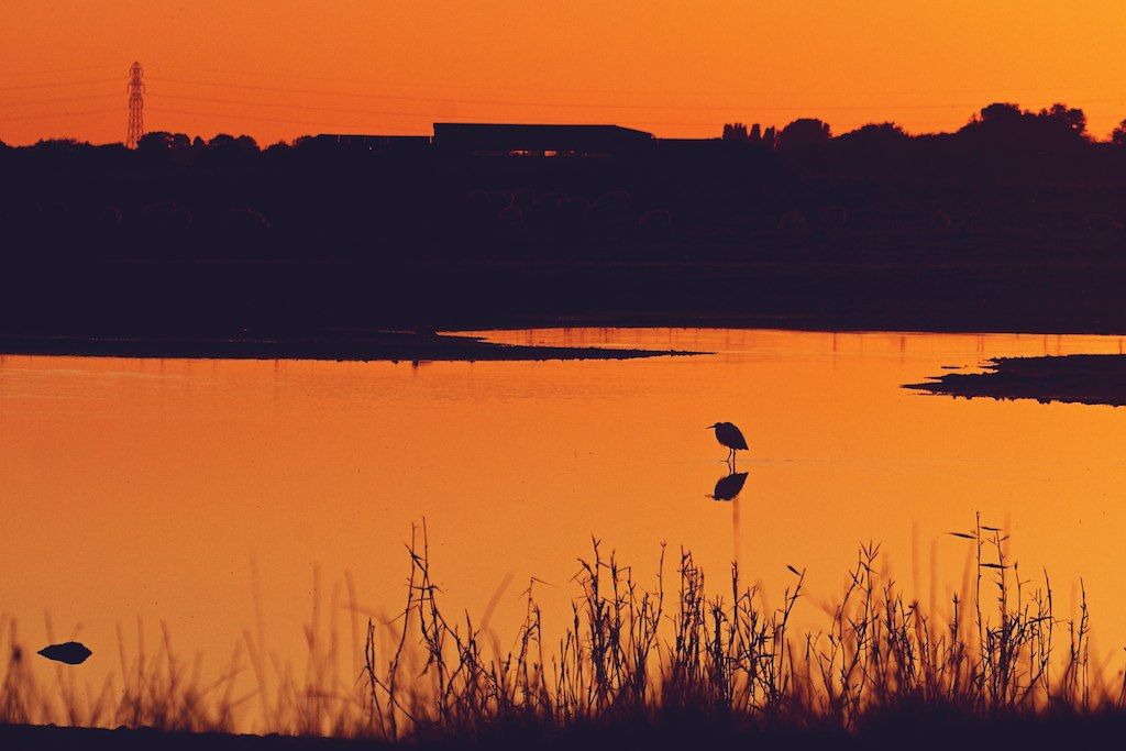 World Wetlands Day Dawn Walk, with breakfast, at RSPB Frampton