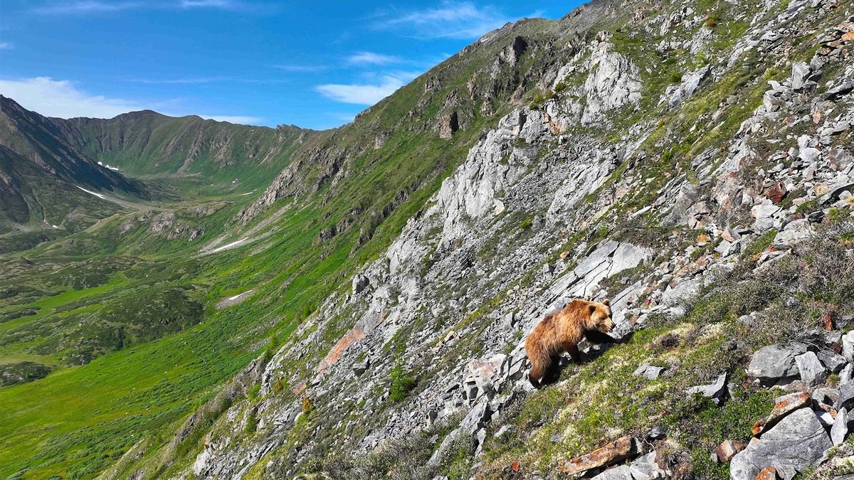 Community Film Screening: Mongolia Valley of the Bears