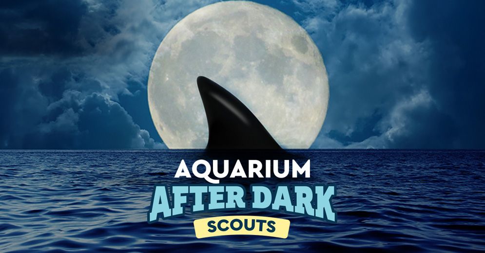 Aquarium After Dark - Scouts 