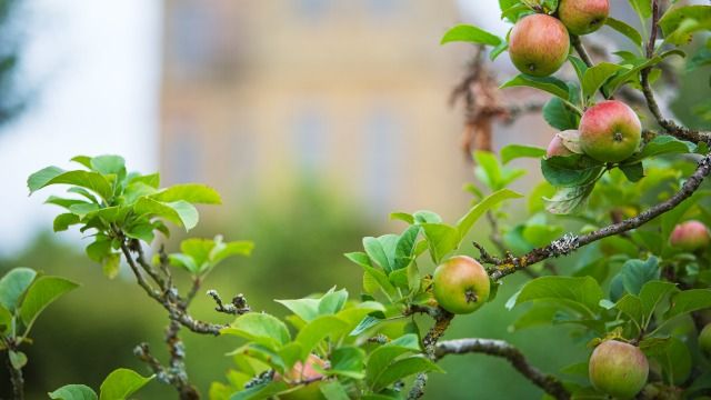 Apple Day at Hardwick