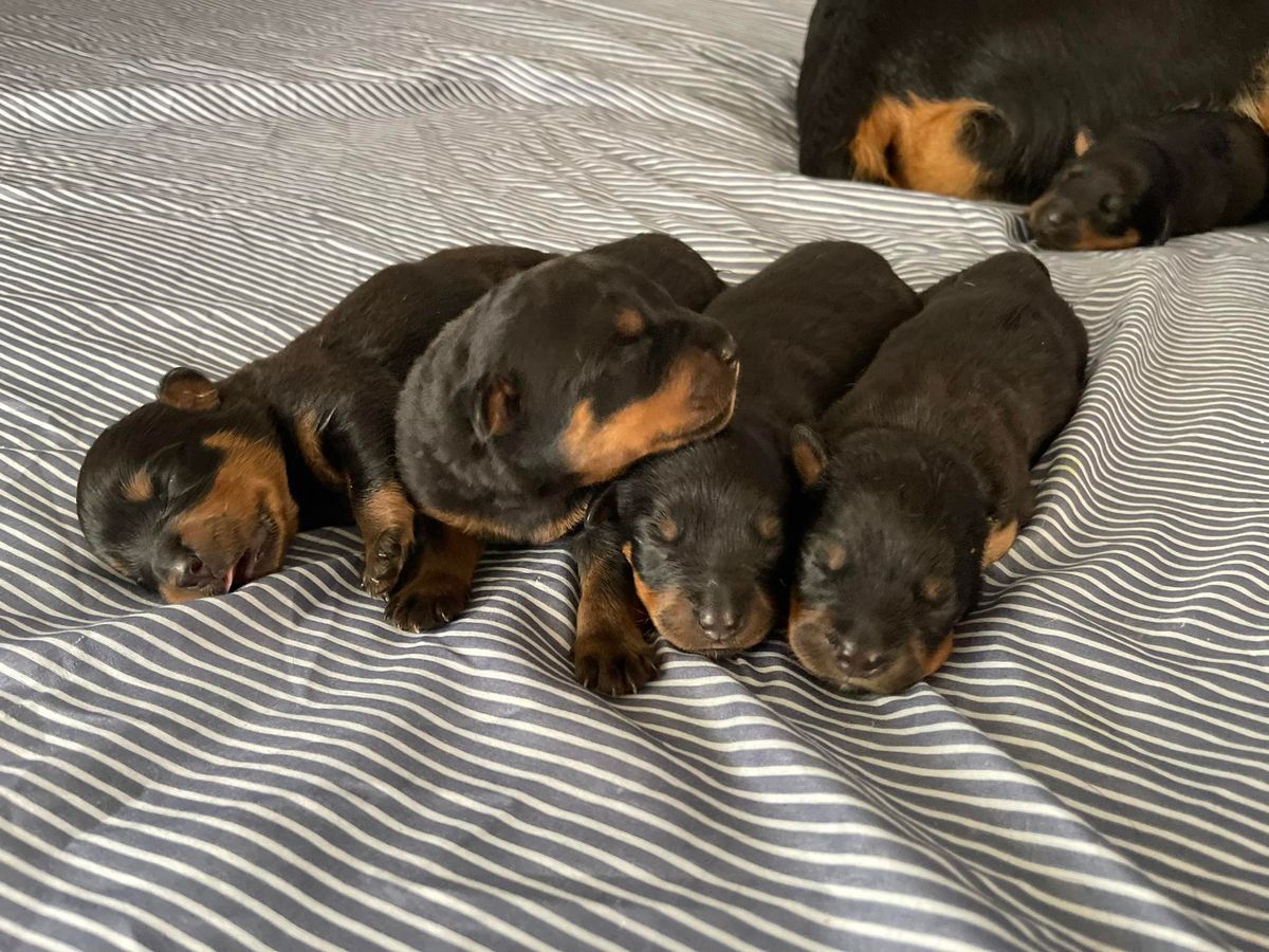  Purebred Rottweiler pups - taking deposits 