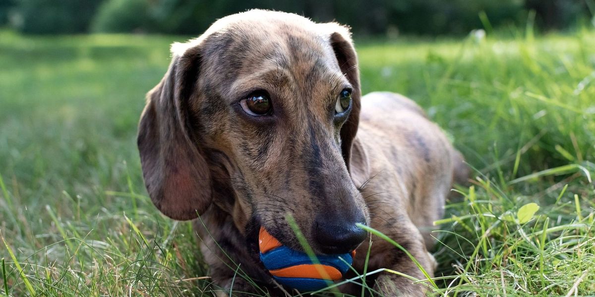 October Advanced Obedience: CGC Prep in West Roxbury