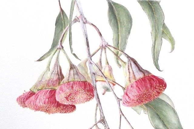 Botanical Watercolours