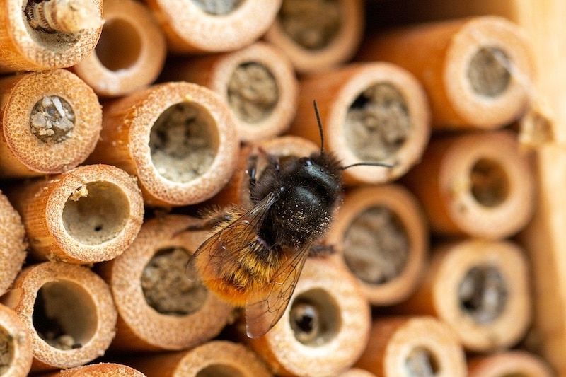 Mason Bee House Cleaning 