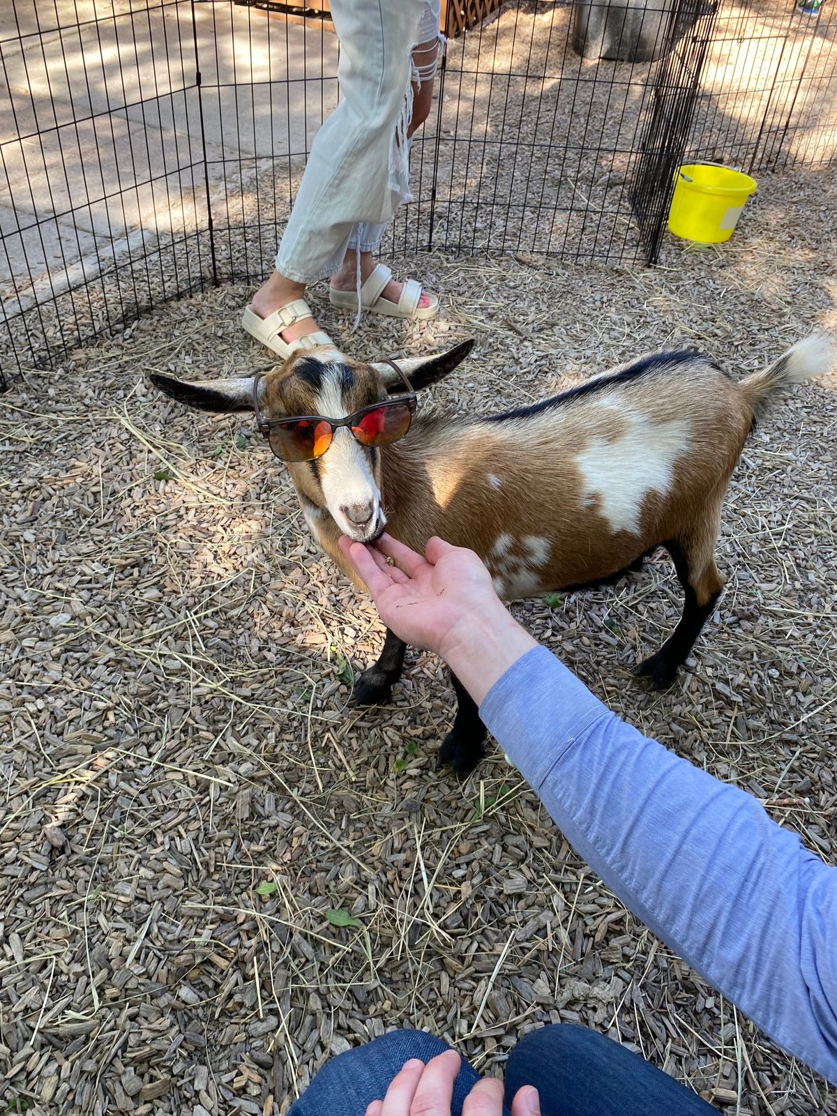 Goat Cuddles @ ENBW