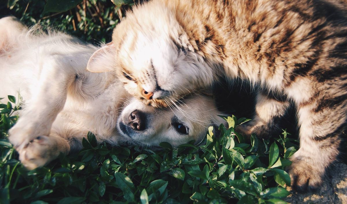 Holiday Pet Photoshoot