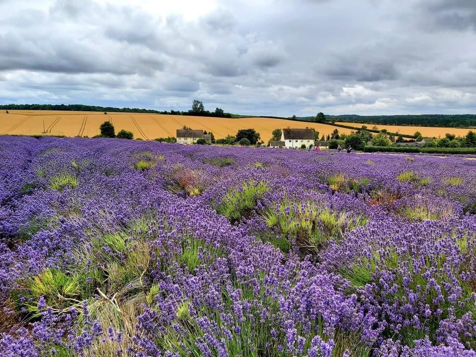 June Walk: A Fragrant Walk to Cotswold Lavender Farm