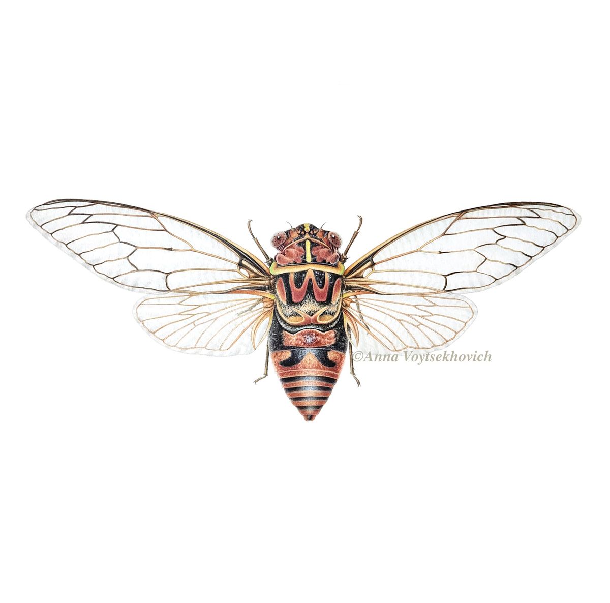 Buzzing Cicadas in Watercolour with Anna Voytsekhovich 