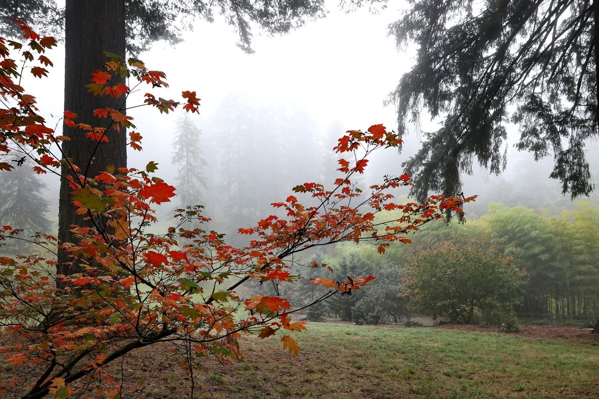 Grief -focused Forest Bathing