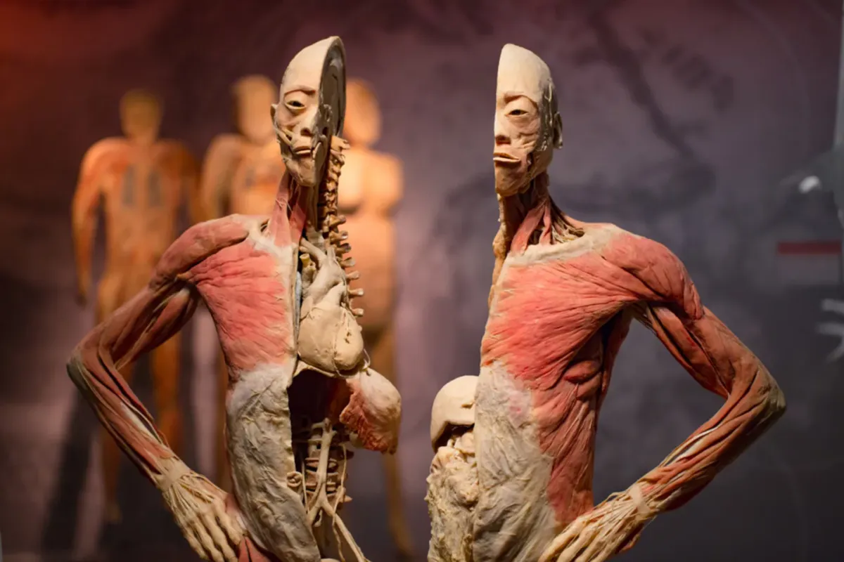 Real Bodies at Horseshoe at Horseshoe Las Vegas