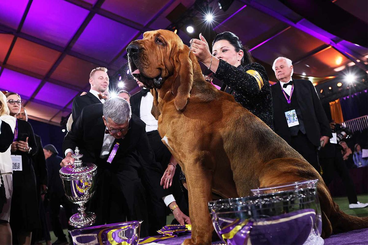 Westminster Kennel Club Dog Show at Madison Square Garden