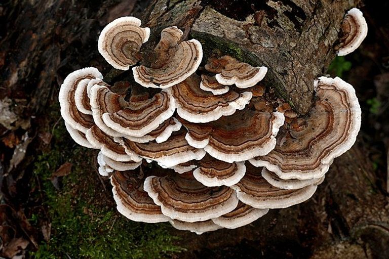 Winter Fungi Workshop