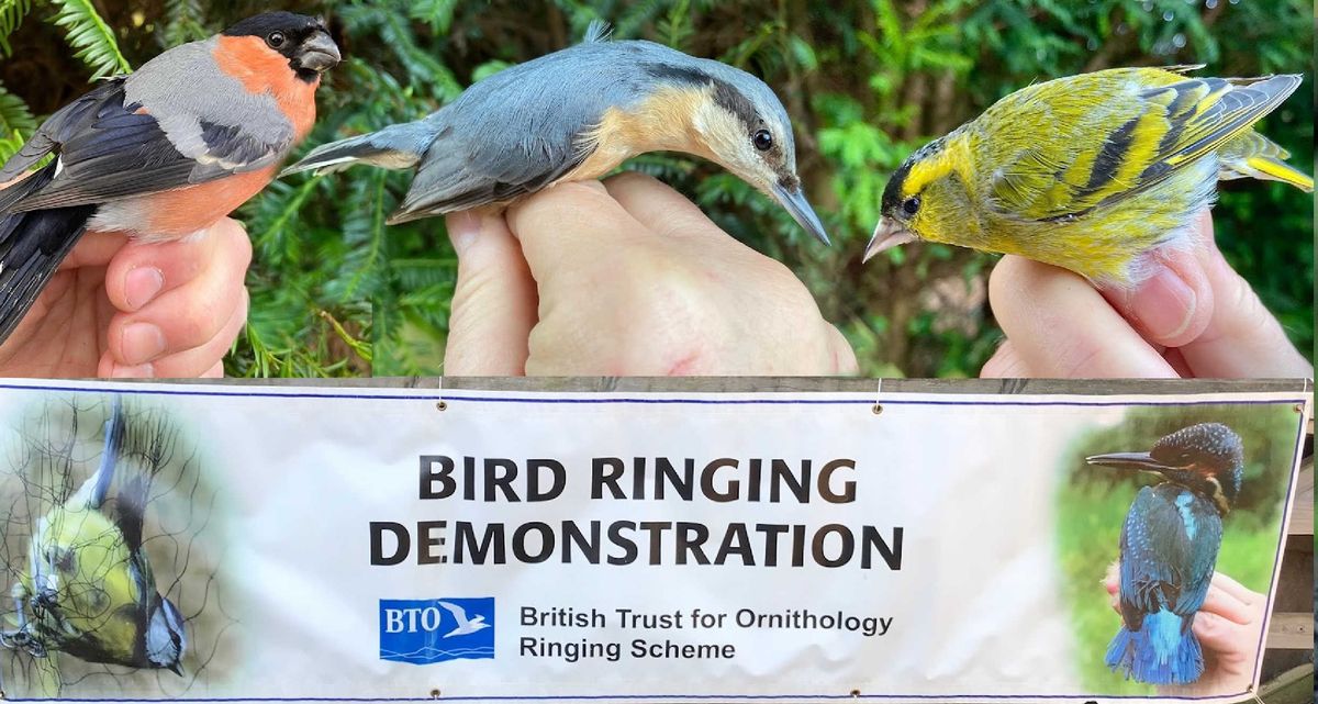 Bird Ringing Demonstration