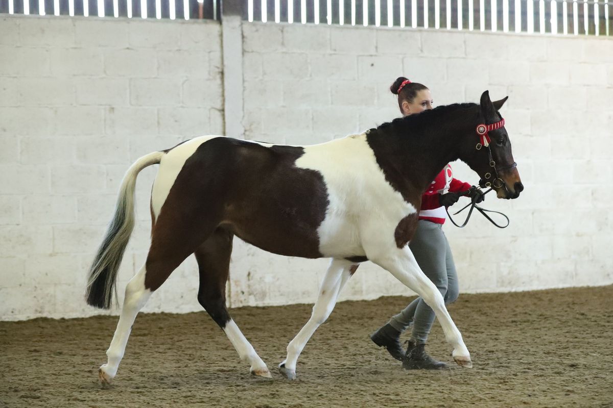 Indoor In-hand Showing Show 