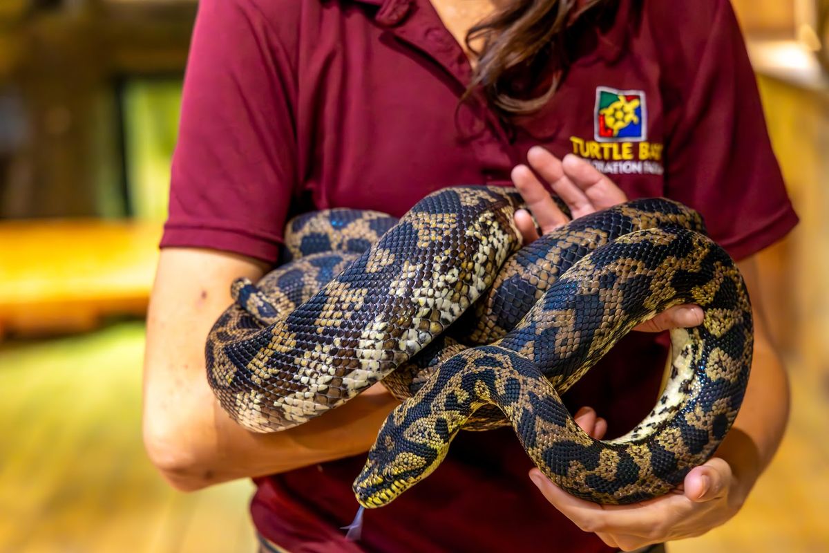 Predator vs Prey Animal Show