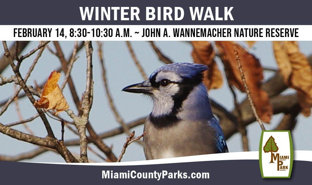 Winter Bird Walk