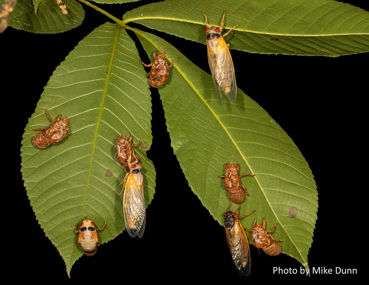 Drop-In Discoveries: Cicada Symphony