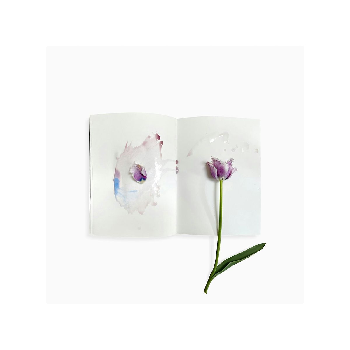 EPHEMERAL FIELD JOURNAL | SARAH SCHORR