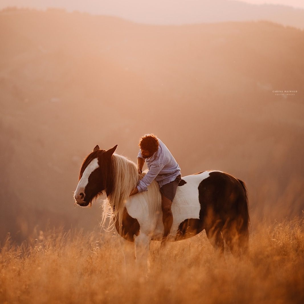 Exclusive Horse Training Event with World-Renowned Horse Trainer, Matthias Geysen