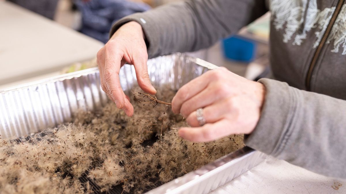 Native Seed Dumpling Workshop