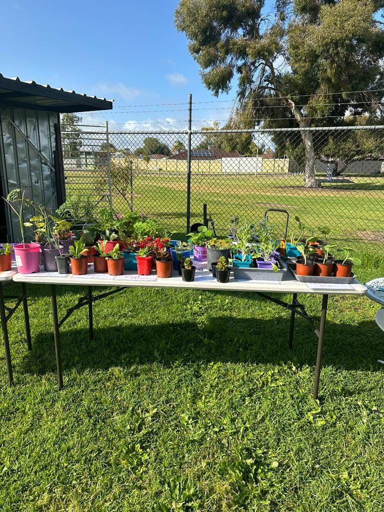 SEEDLING AND PLANT SALE