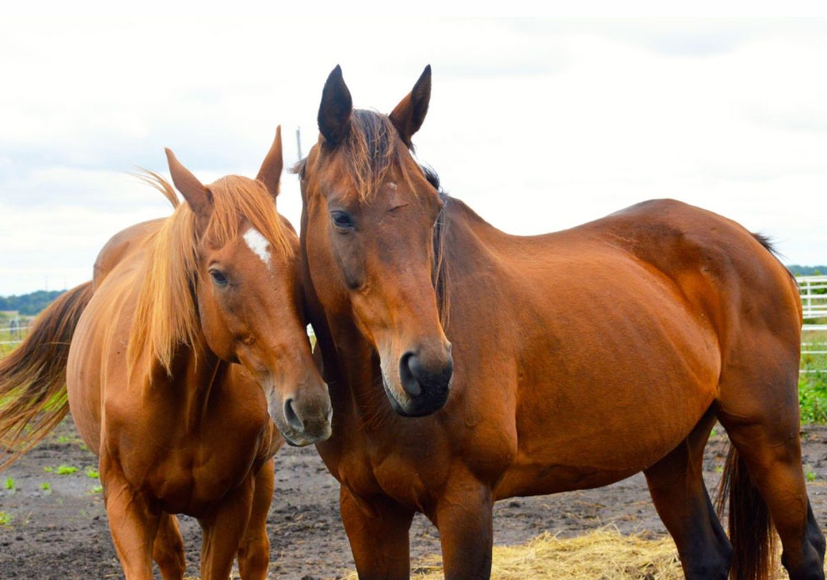 LOOKING AFTER THE ELDERLY EQUINE