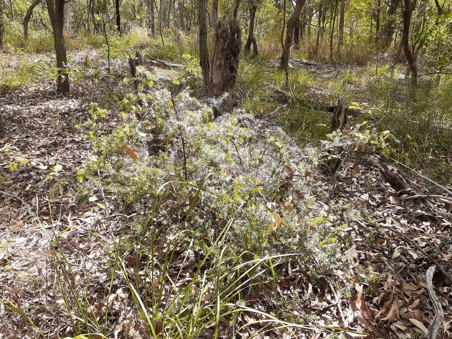 Stephens Mountain Bushcare