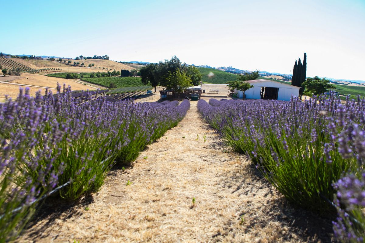 Lavender U-Pick at Hambly Farms