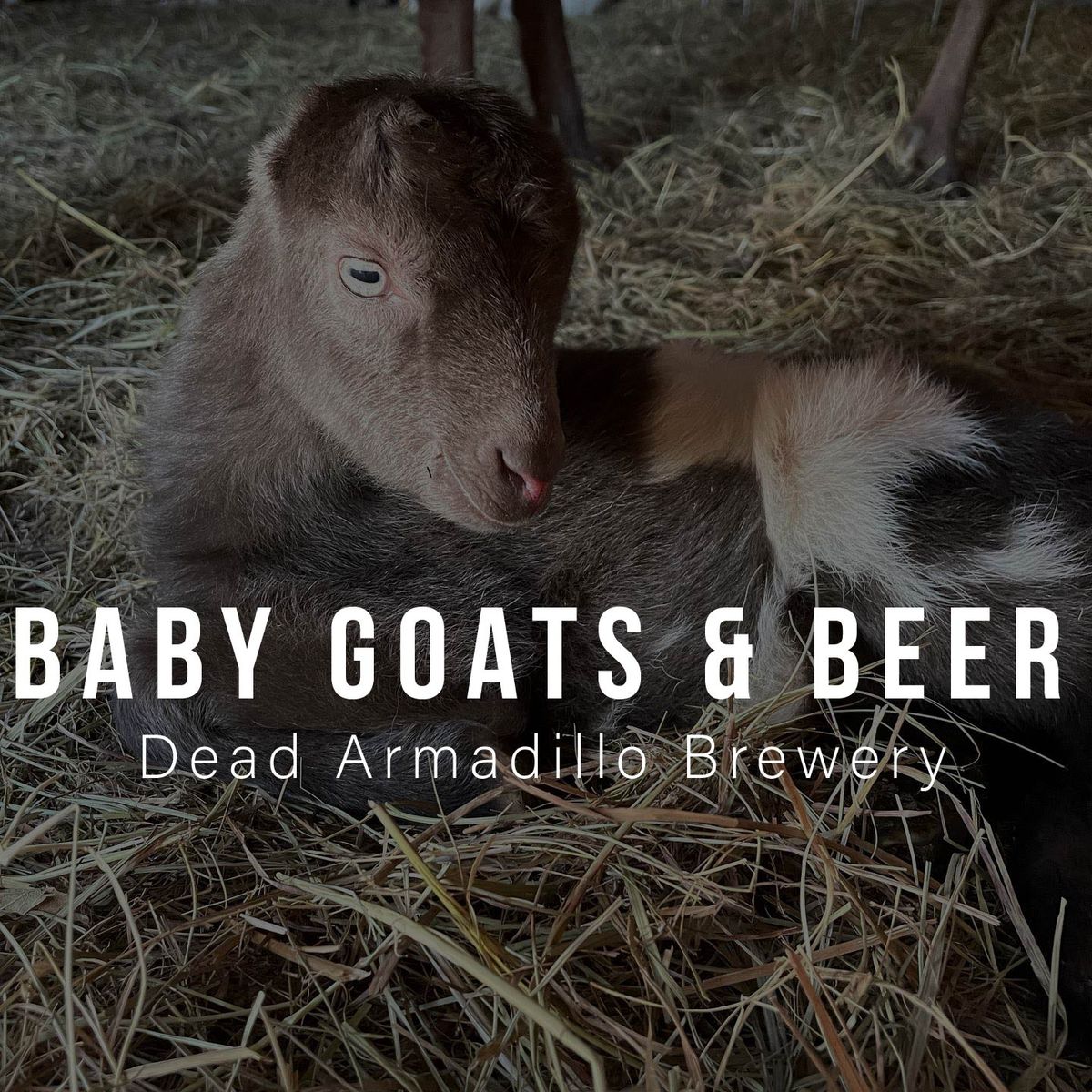 Baby Goats & Beer - Dead Armadillo