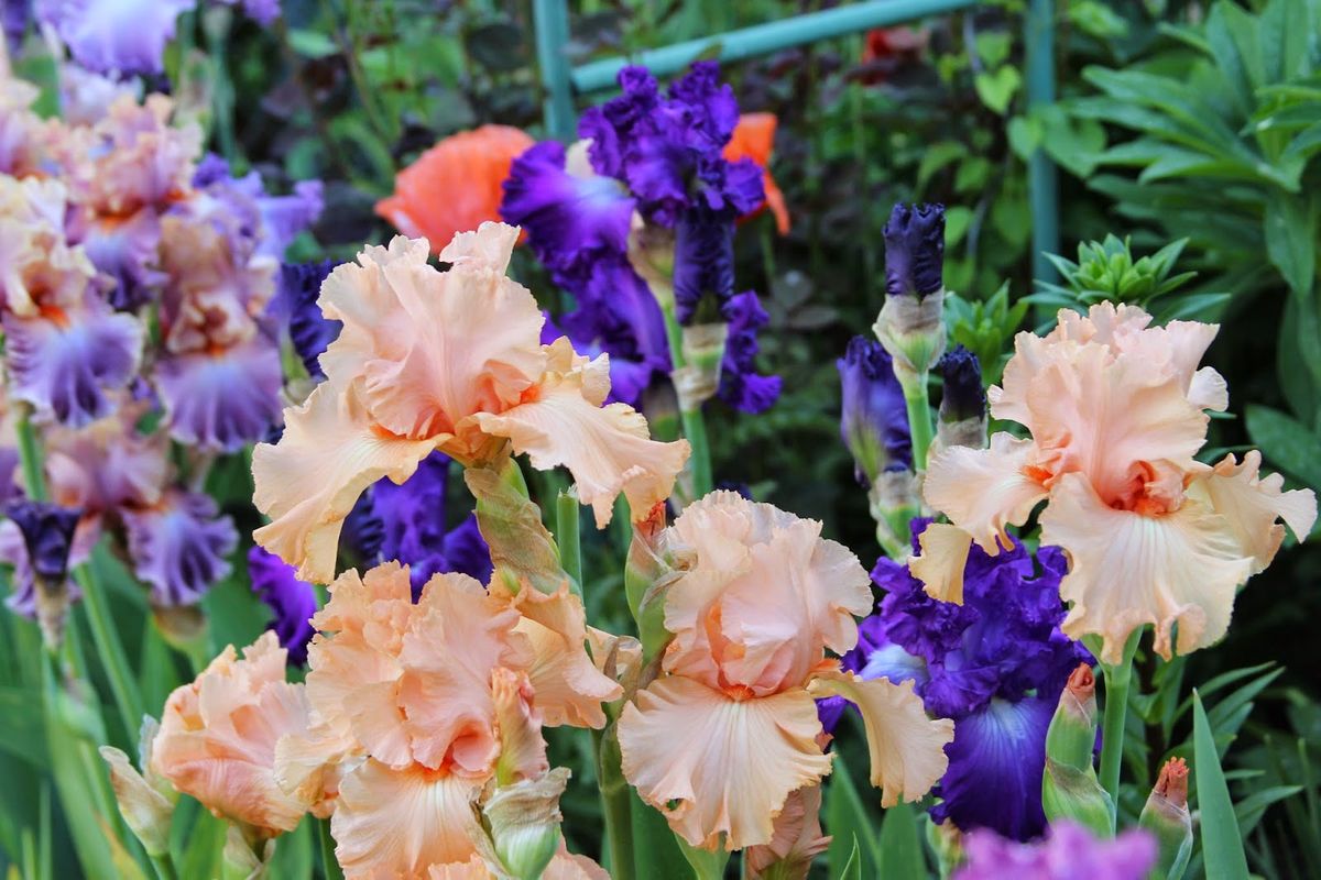 Annual Iris Sale