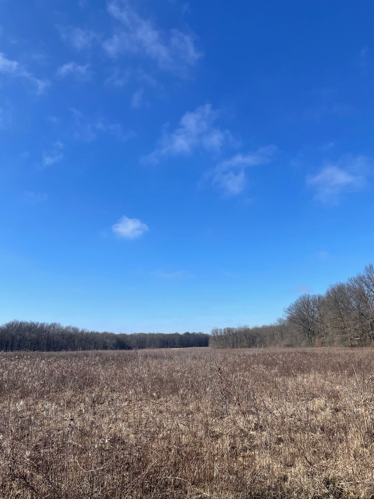 Sharon Woods Invasive Plant Removal at Annehurst Connector Trail