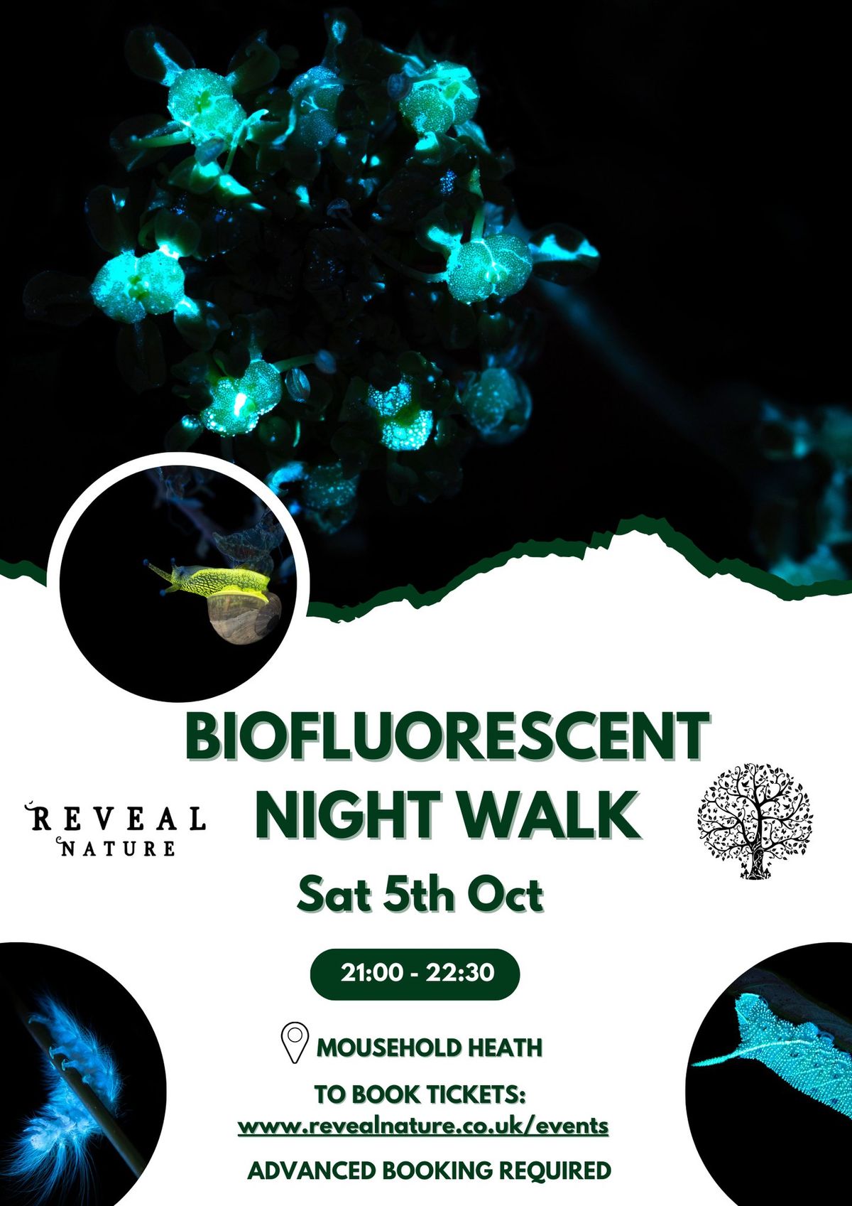 Biofluorescent Night Walk Mousehold Heath