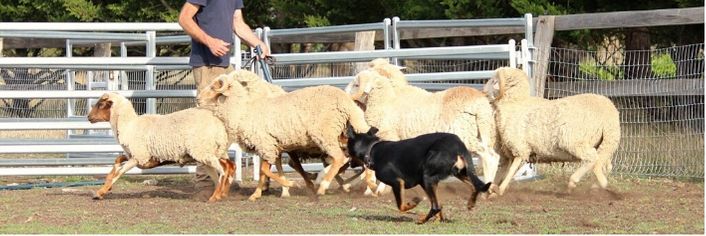 Herding Beginner's Day