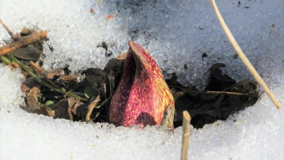 Skunk Cabbage