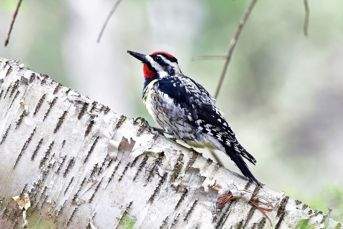 Sunday Morning Bird Walks