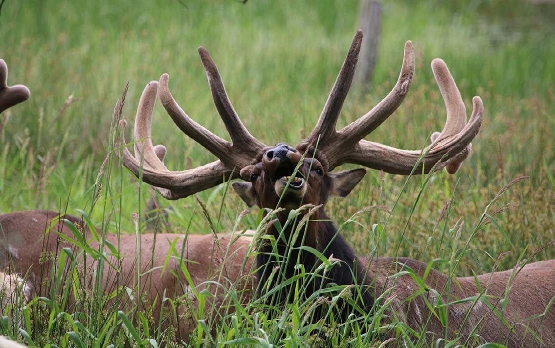 Ocmulgee River Chapter RMEF Banquet