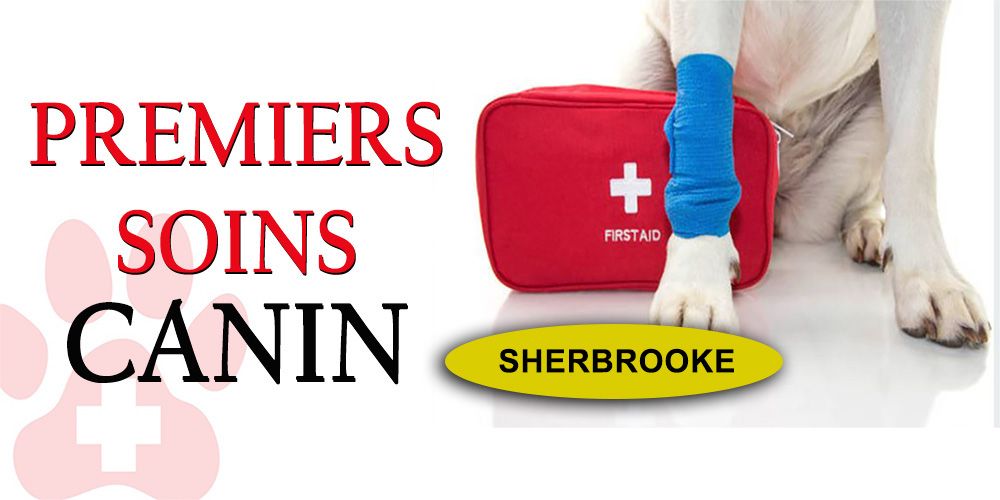 Formation premiers soins canin  (Sherbooke)   