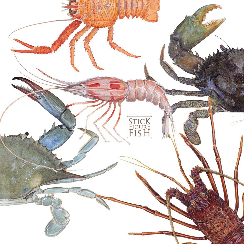 Painting Crustaceans in Acrylics with Dr Lindsay Marshall