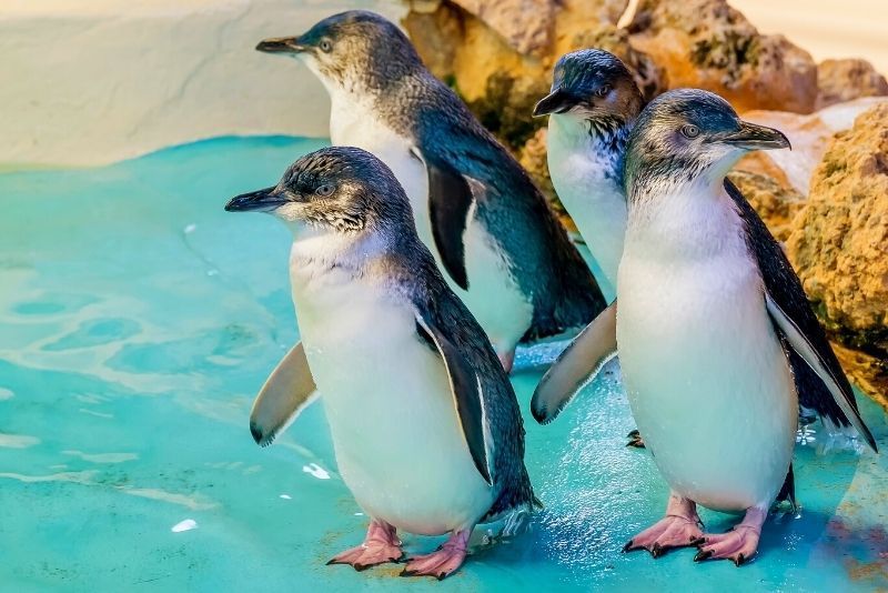 \ud83d\udc27\u2728 Exclusive VIP Penguin Experience at SeaWorld Getaway Deal Orlando \ud83c\udf0a\ud83c\udf1f $349 Per Couple \ud83d\udc91 