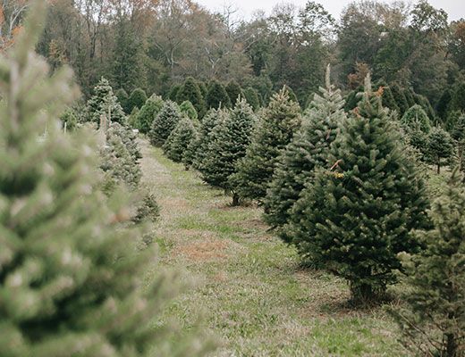 Outdoor Christmas Minis