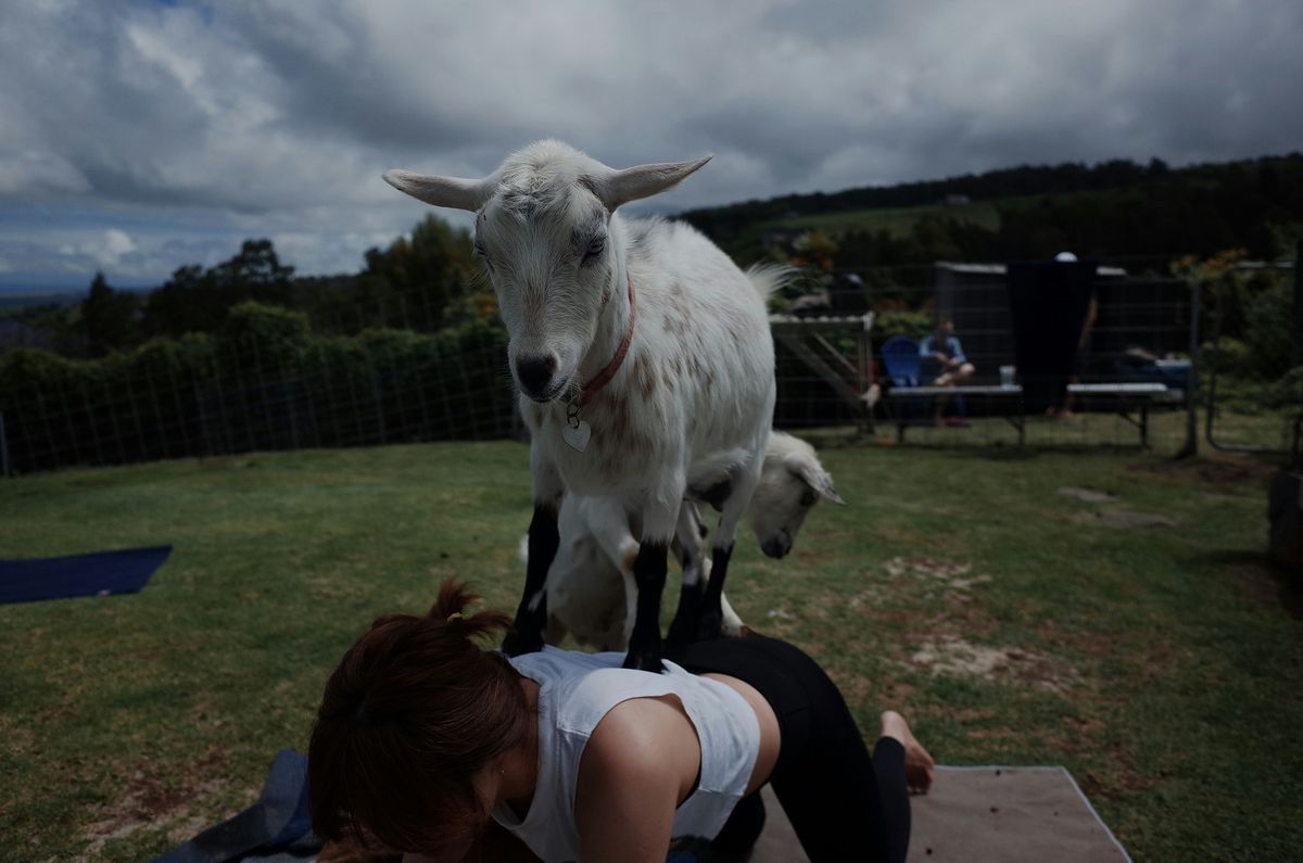 Goat Yoga in the Mound!